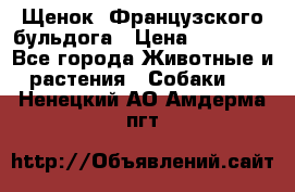 Щенок  Французского бульдога › Цена ­ 35 000 - Все города Животные и растения » Собаки   . Ненецкий АО,Амдерма пгт